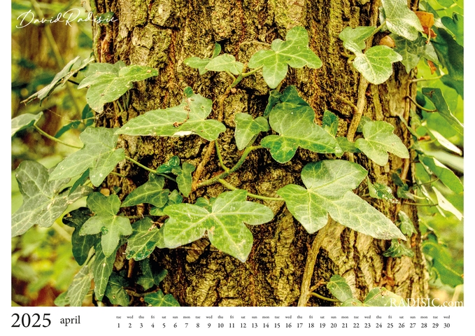 2025 Aspal Park Calendar 5