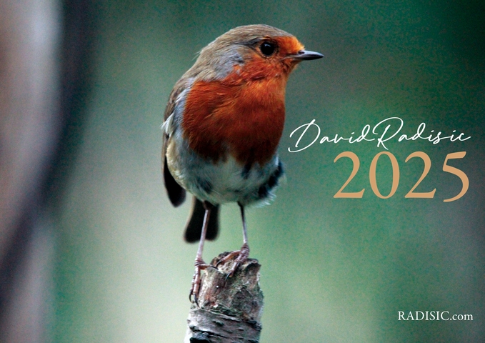 2025 Birds Calendar 1