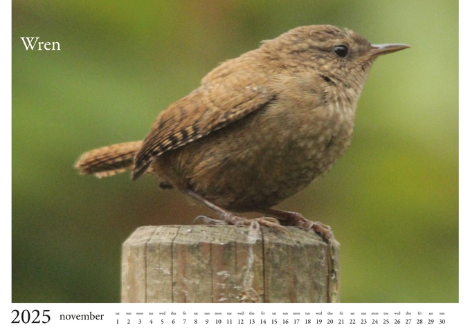2025 Birds Calendar 12