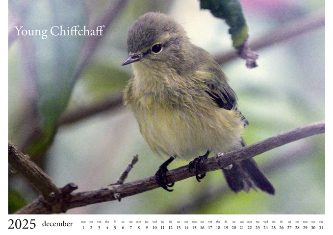2025 Birds Calendar 13