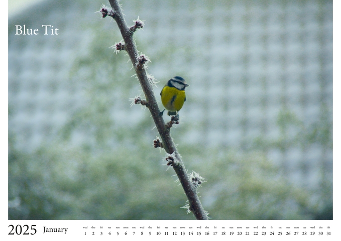 2025 Birds Calendar 2
