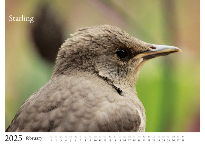 2025 Birds Calendar 3