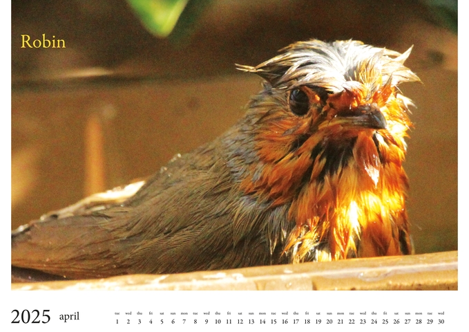 2025 Birds Calendar 5