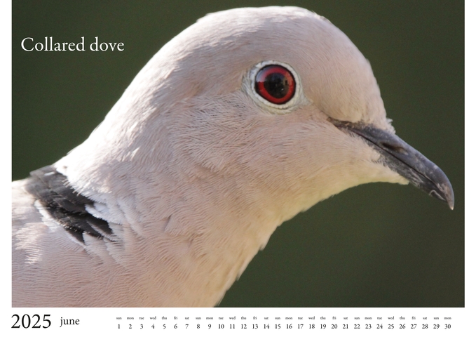 2025 Birds Calendar 7