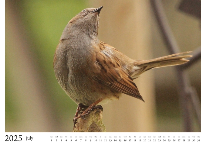 2025 Birds Calendar 8