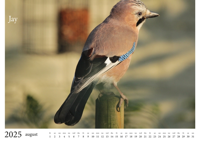 2025 Birds Calendar 9