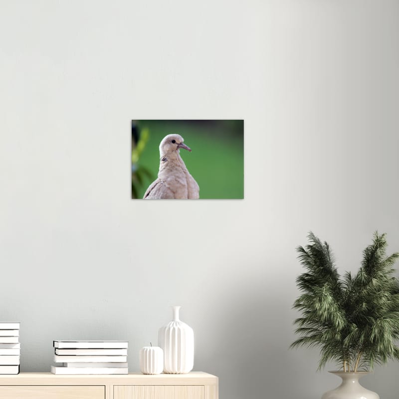Baby Collared Dove - A3 Classic Matte Paper Poster