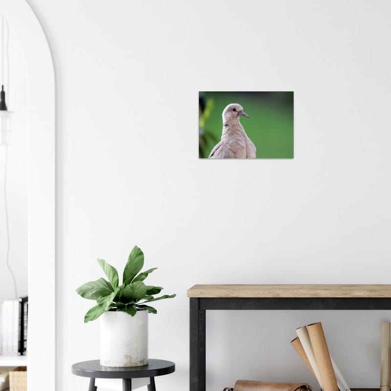 Baby Collared Dove - A3 Classic Matte Paper Poster