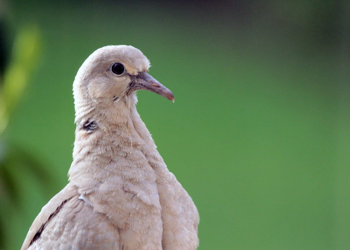Baby Collared Dove