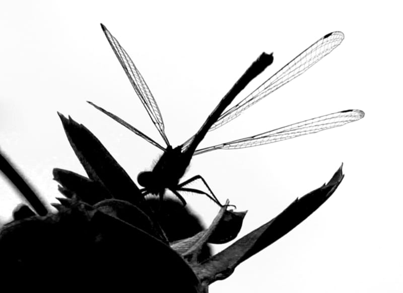 Dragon Fly Silhouette